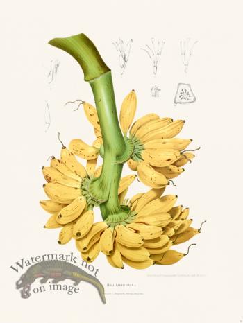 Horticulture of Java 33